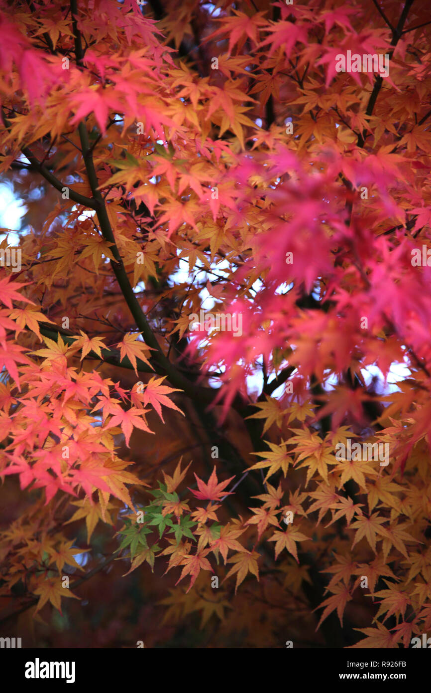 Blätter von Acer Baum im Herbst Surrey, England Stockfoto