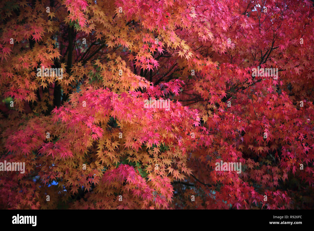 Blätter von Acer Baum im Herbst Surrey, England Stockfoto