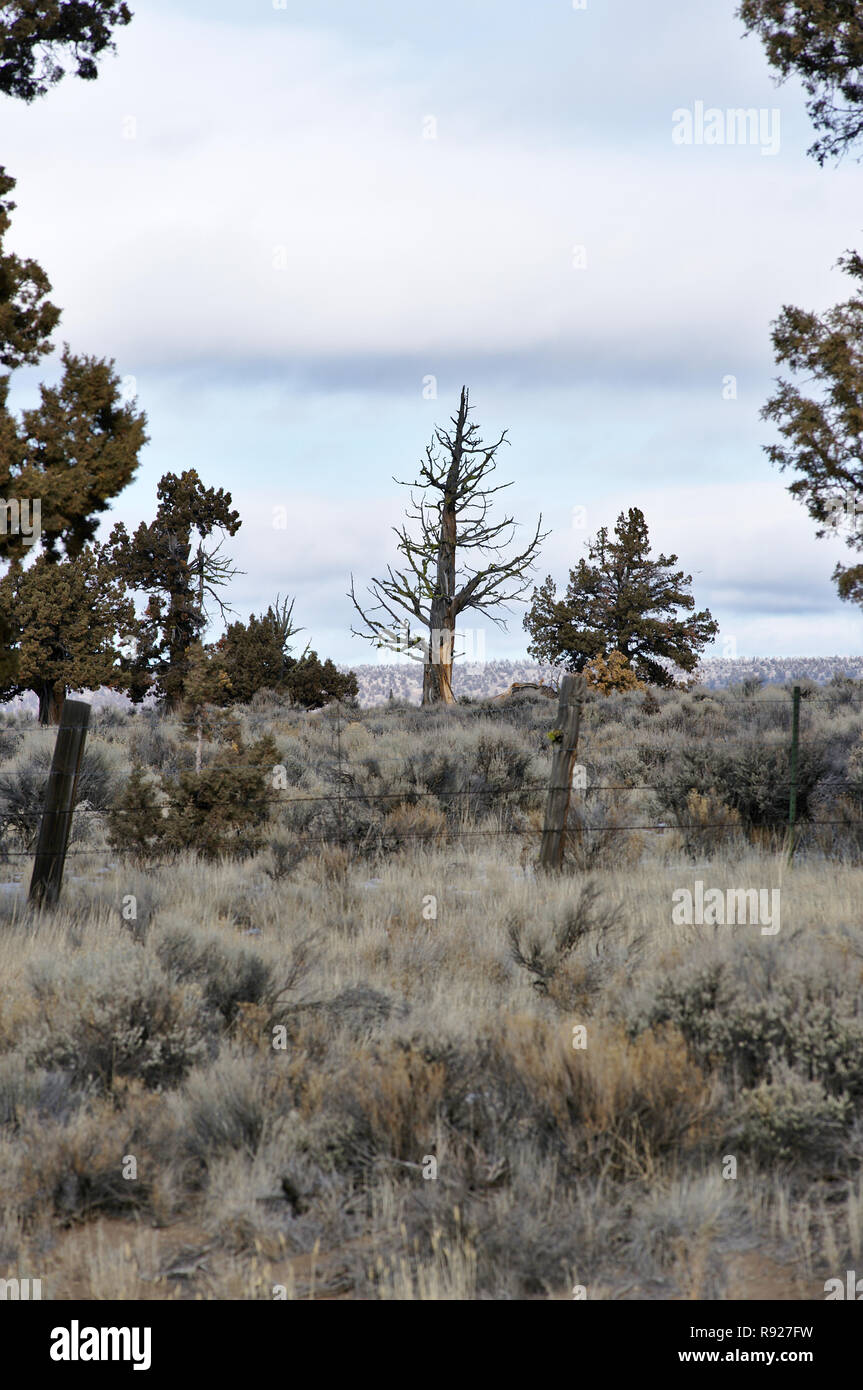 Zaun, Wacholder und Sagebrush, östlichen Oregon Stockfoto