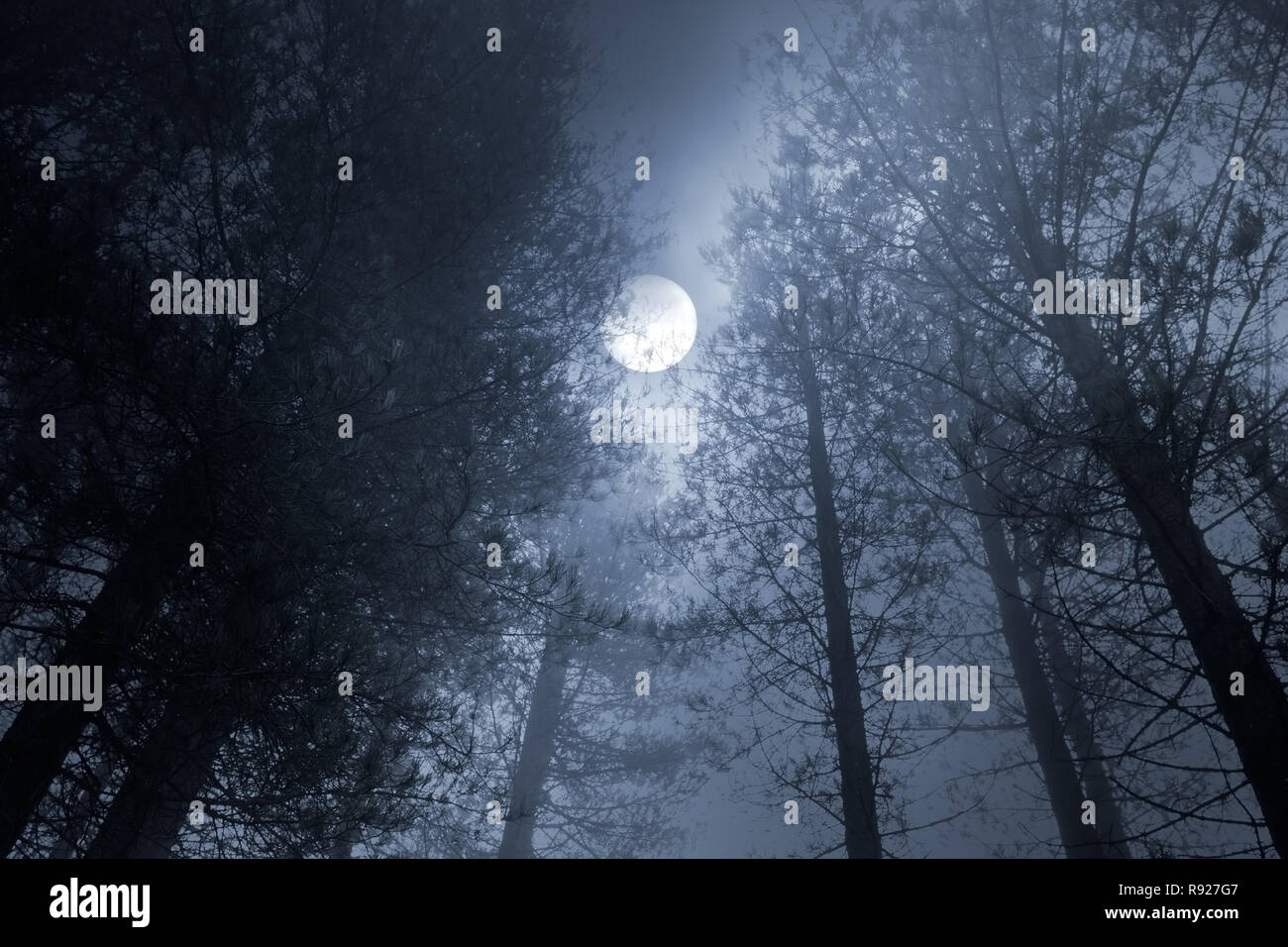 Wald in einer nebligen Vollmondnacht Stockfoto
