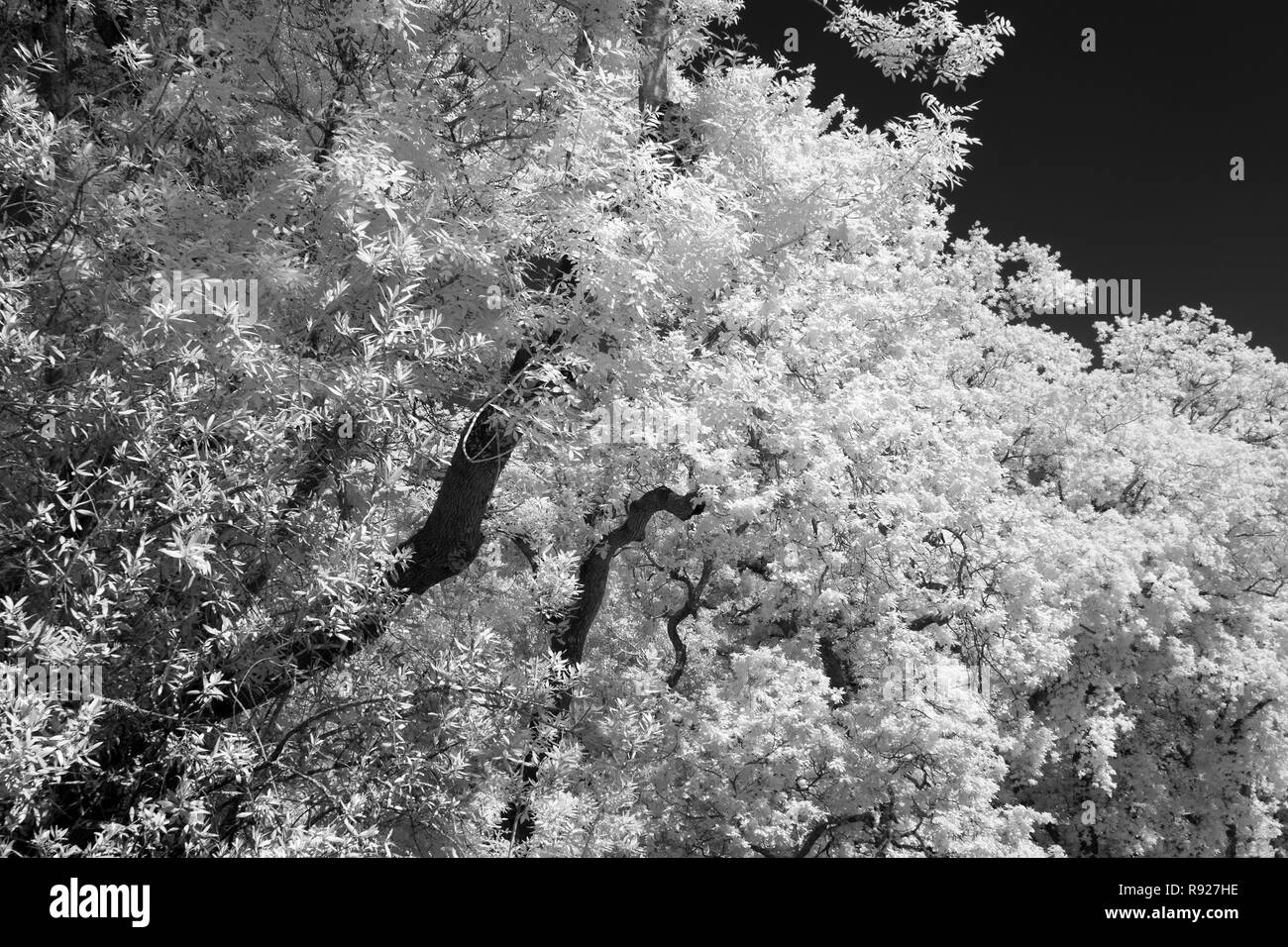 Baum mit einigen hellen neuen Blätter im Frühjahr. Ir-Filter verwendet. Stockfoto