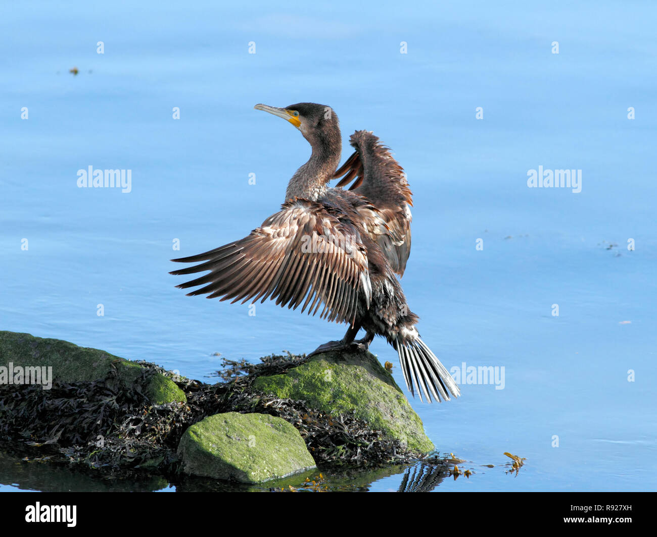 Detaillierte Bild des Kormorans Verbreitung Flügel in einem schönen Herbst sonnigen Mittag an der Grenze des Flusses Douro Stockfoto