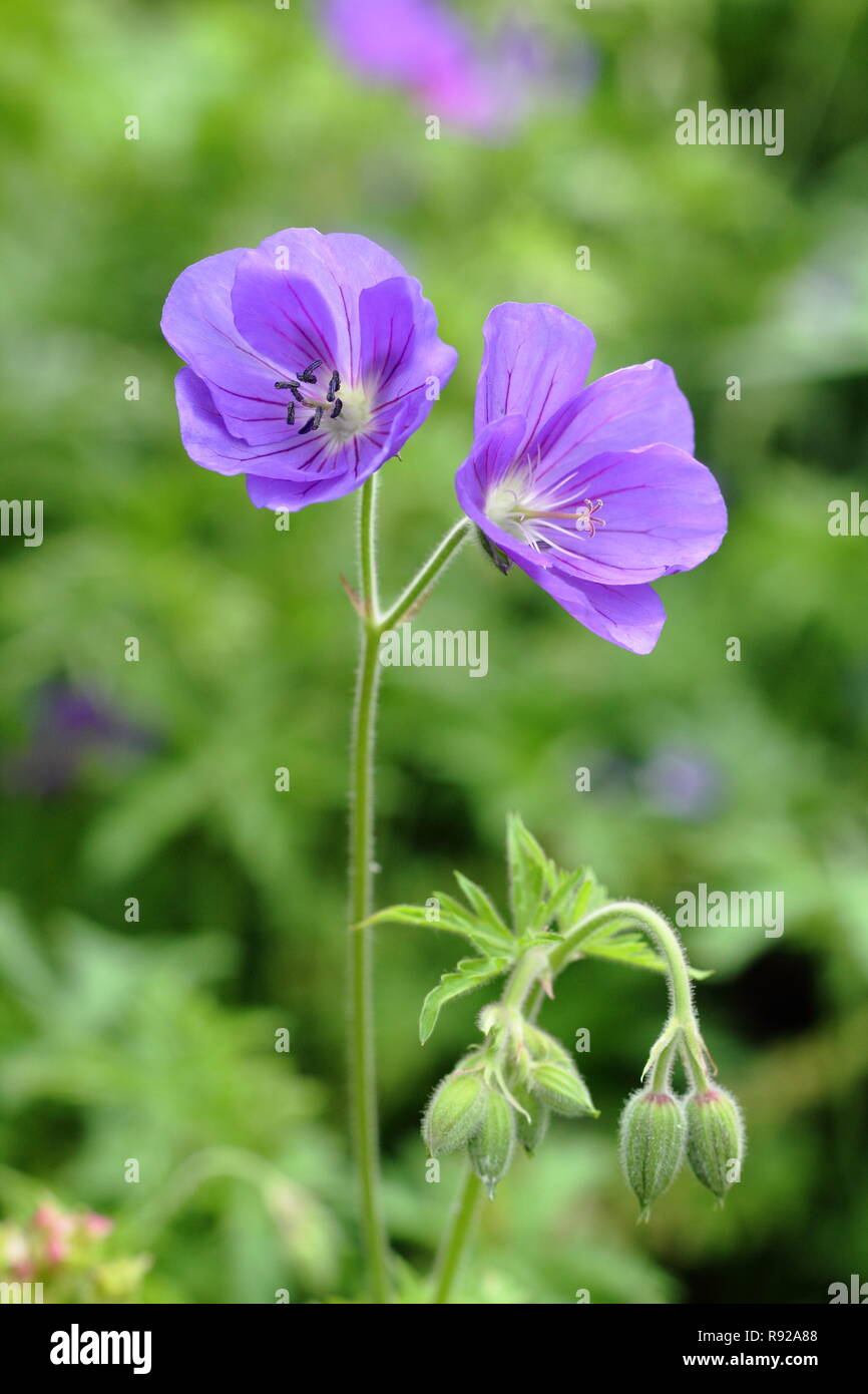 Blumen von Geranium Stift-' in einem englischen Cottage Garden, Frühsommer, Großbritannien Stockfoto