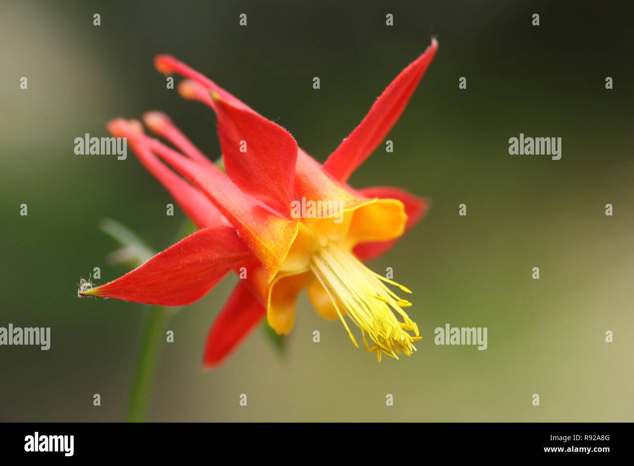 Aquilegia skinneri 'Tequila Sunrise', columbine Blume in einem Cottage Garten, Sommer (Juni), UK Stockfoto