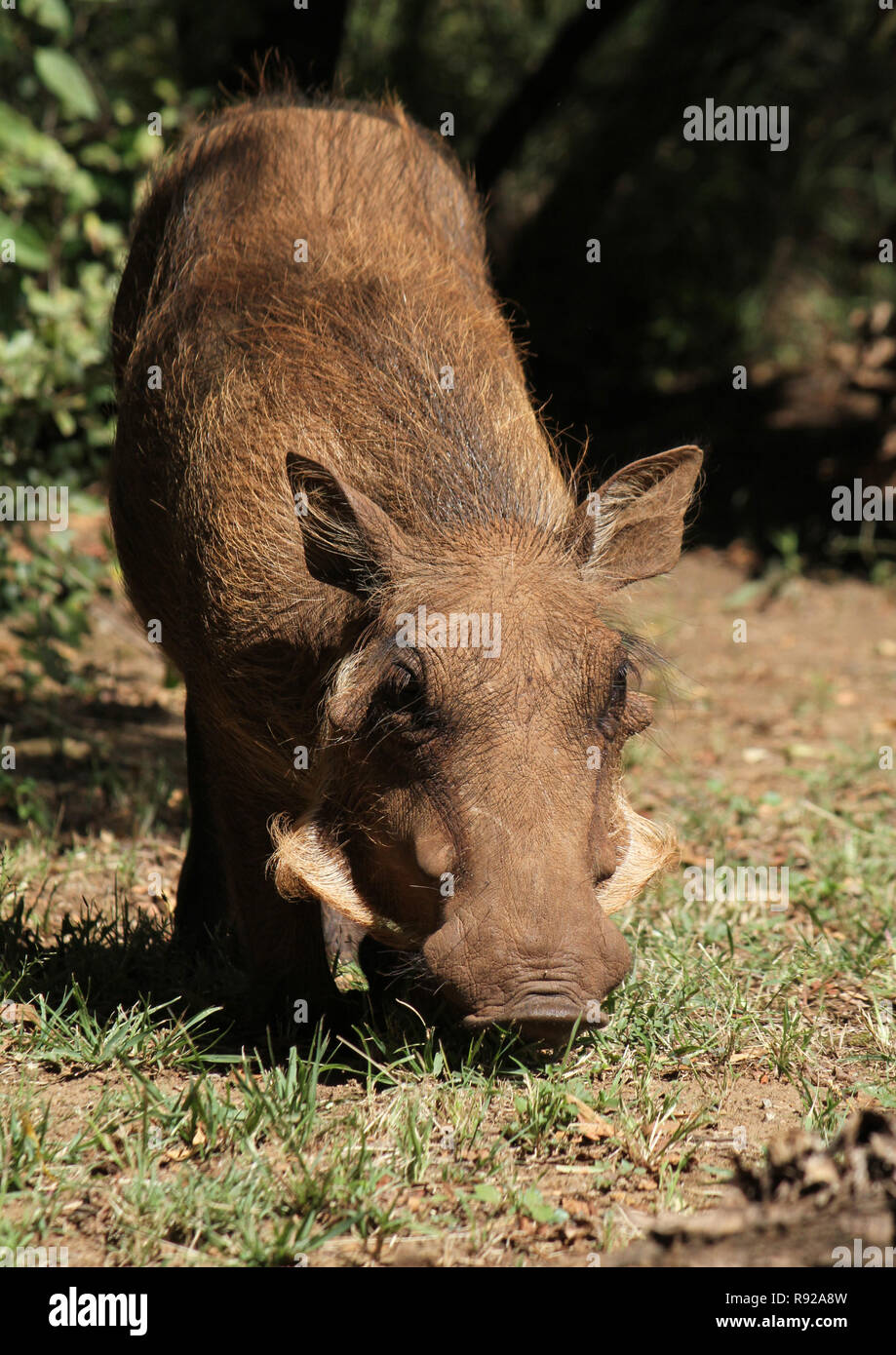 Warzenschwein in South African National Park Stockfoto