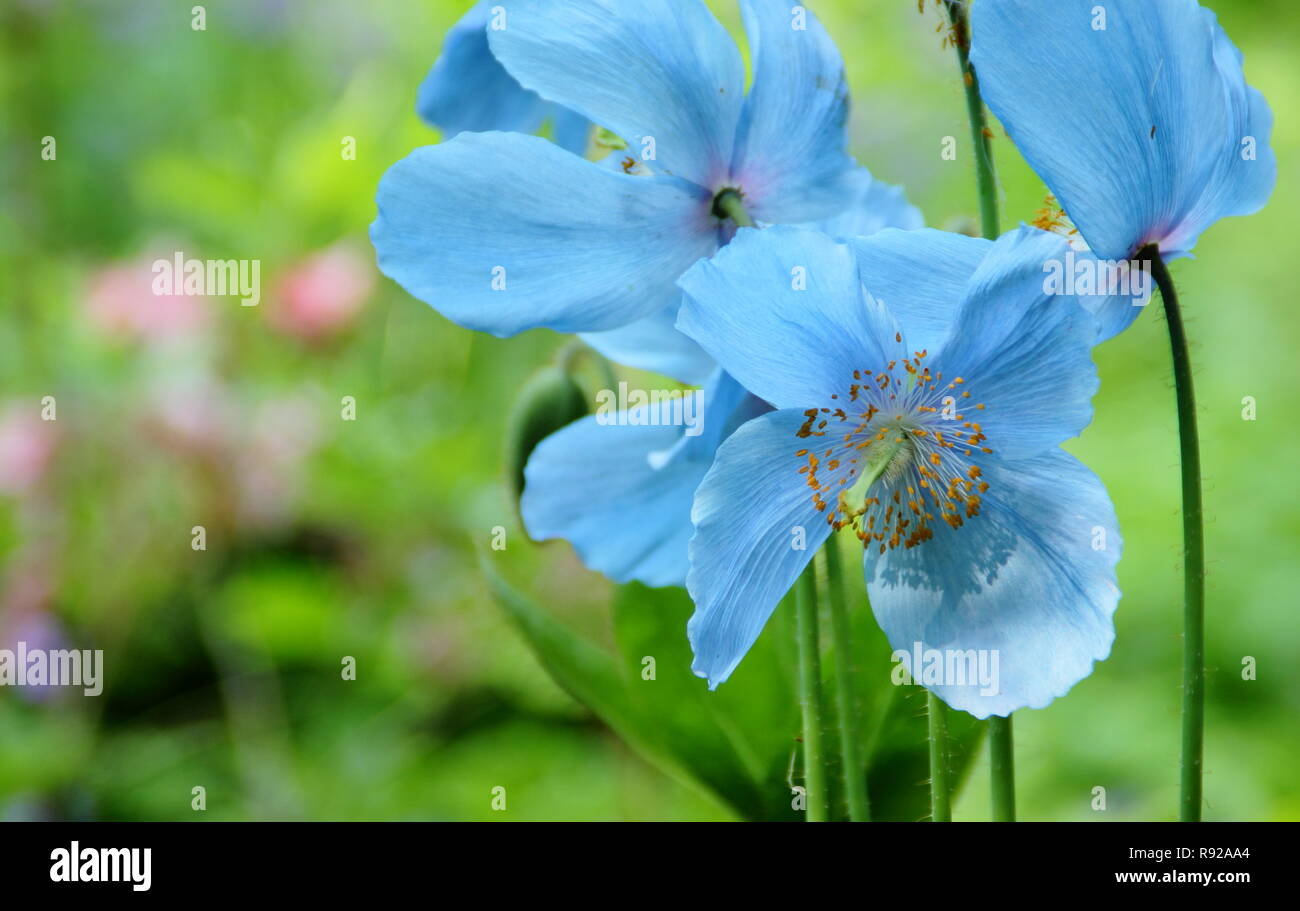 Meconopsis. Himalayan Blue Poppy (Baileyii Belastung) in einem bewaldeten Garten, Großbritannien Stockfoto