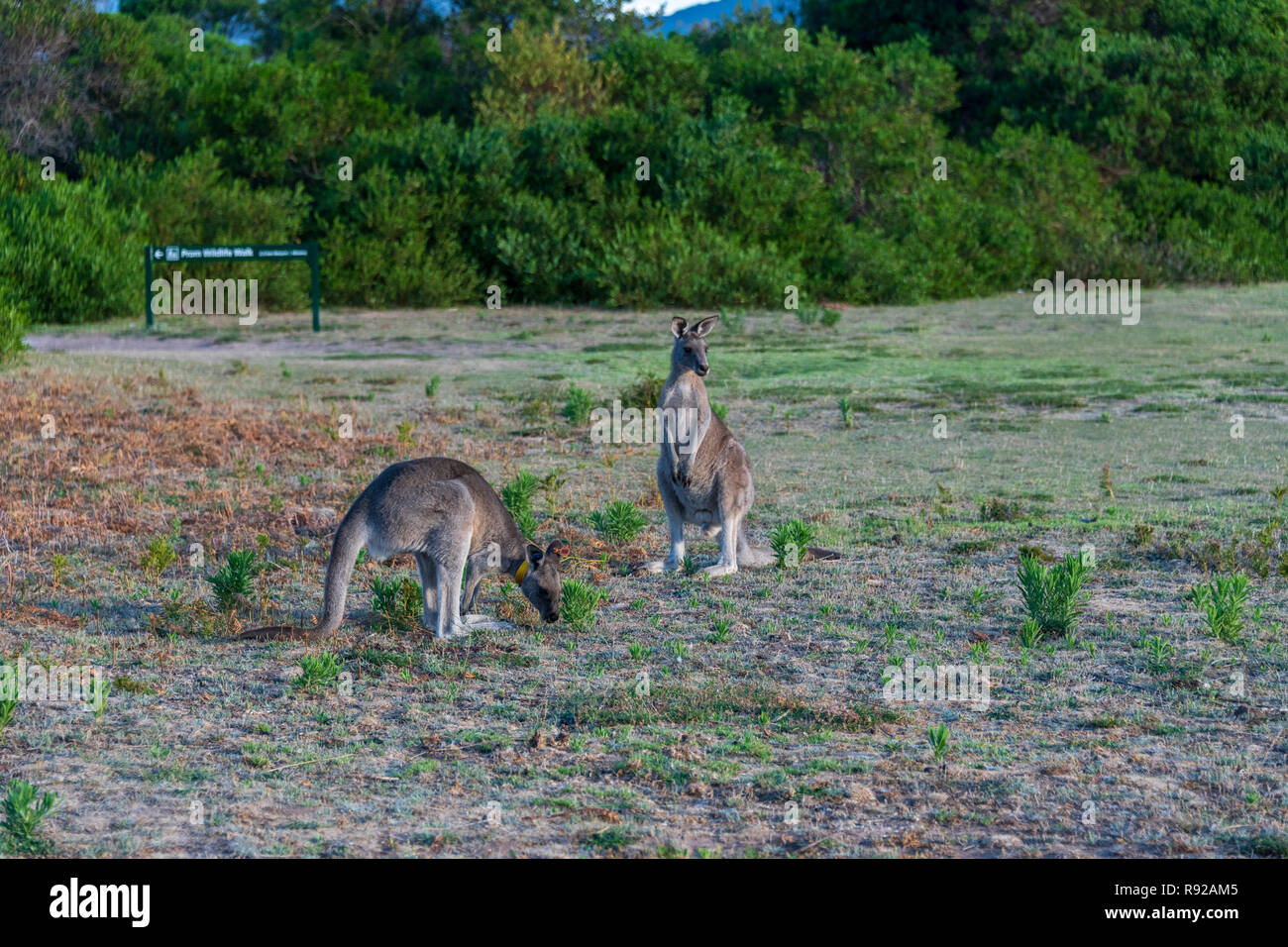Wilsons Promontory National Park Victoria Australien Kängurus Stockfoto