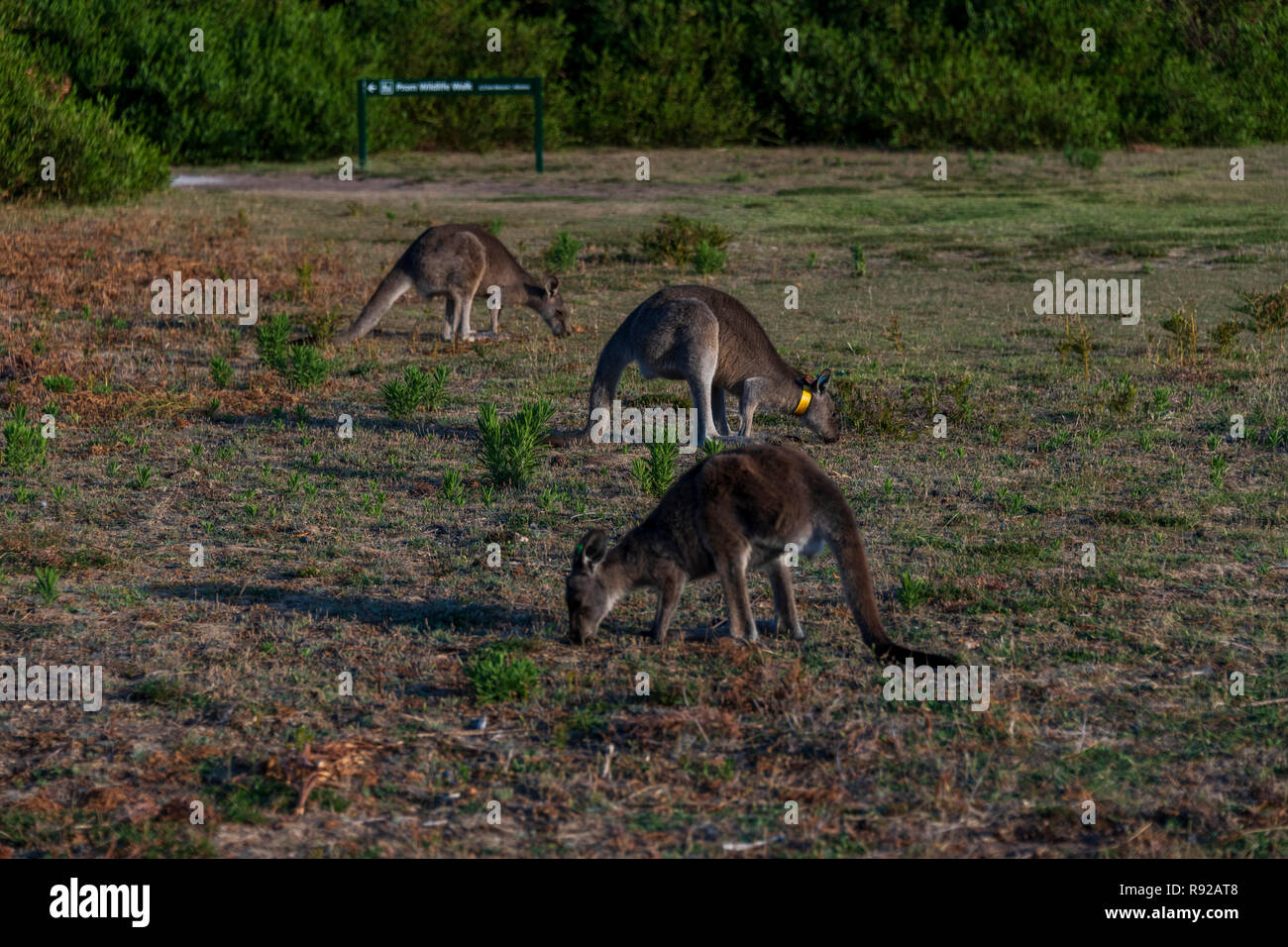 Wilsons Promontory National Park Victoria Australien Kängurus Stockfoto