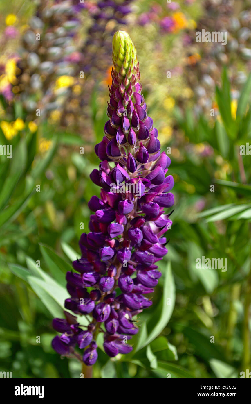Hell lila Lupin Blumen Stockfoto