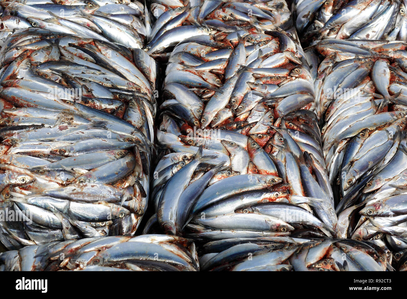 Gefrorene marine Fische an Nazirartek trockener Fisch Werk in Cox's Bazar, Bangladesch, getrocknet werden. Stockfoto