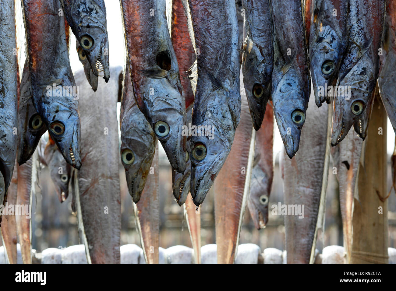 Fische sind hängen am Nazirartek trockener Fisch Werk in Cox's Bazar, Bangladesch getrocknet werden. Stockfoto