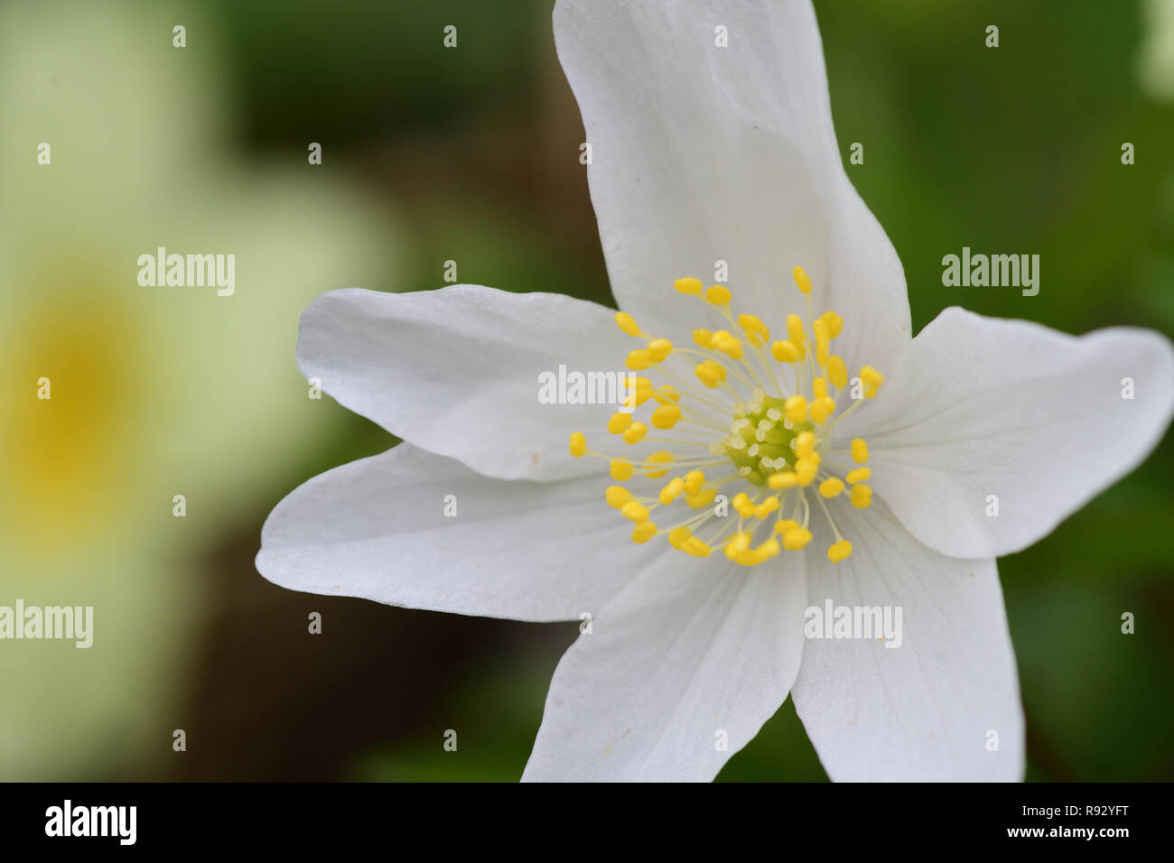 Nahaufnahme eines Buschwindröschen Blüte in der Blüte Stockfoto