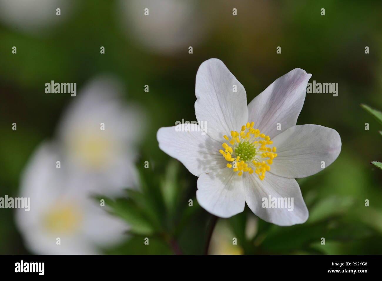 Buschwindröschen blühen Stockfoto