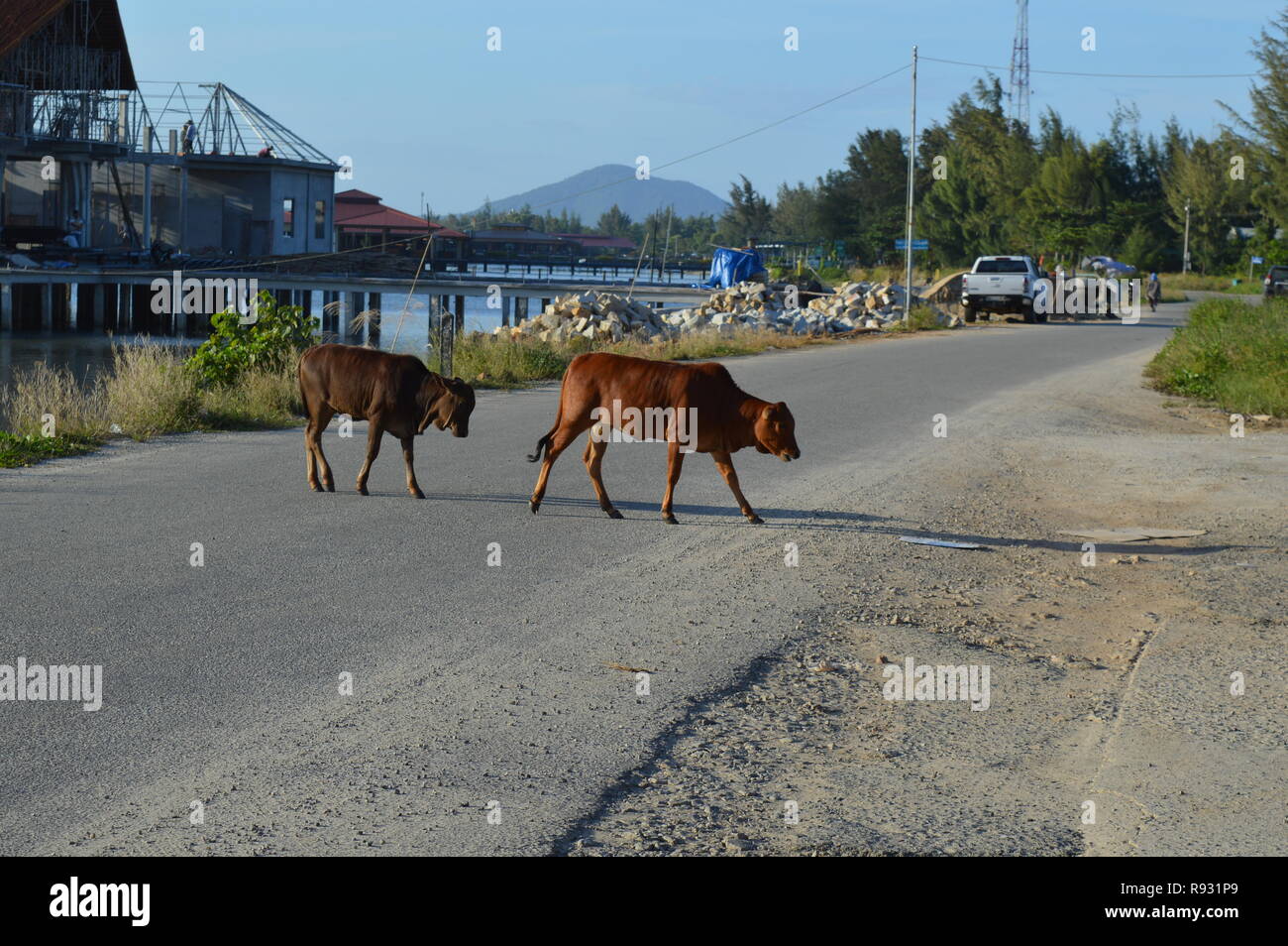 Kuh Roaming kostenlos auf der Straße in Vietnam Stockfoto