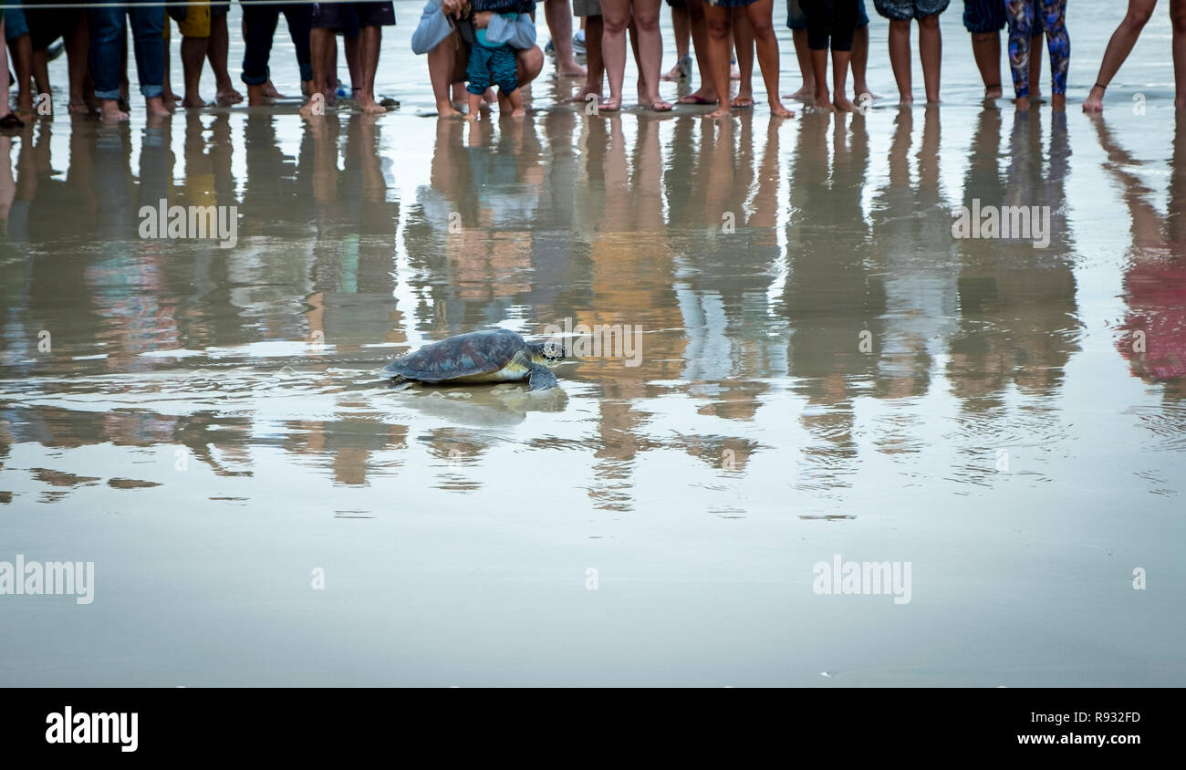 Survivor Schildkröte mit einem Abschied Blick am Strand sind zu Fuß in Richtung Freiheit direkt zum Meer. m Reflexionen von Menschen Schatten, die durch das Meer. Stockfoto