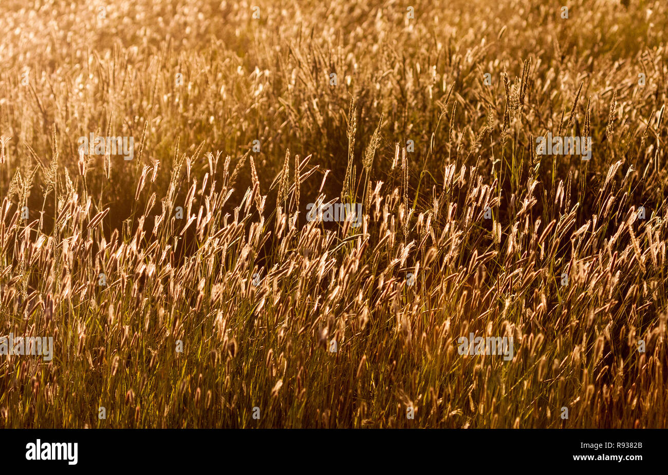 Gräser in goldenem Licht leuchten. Stockfoto