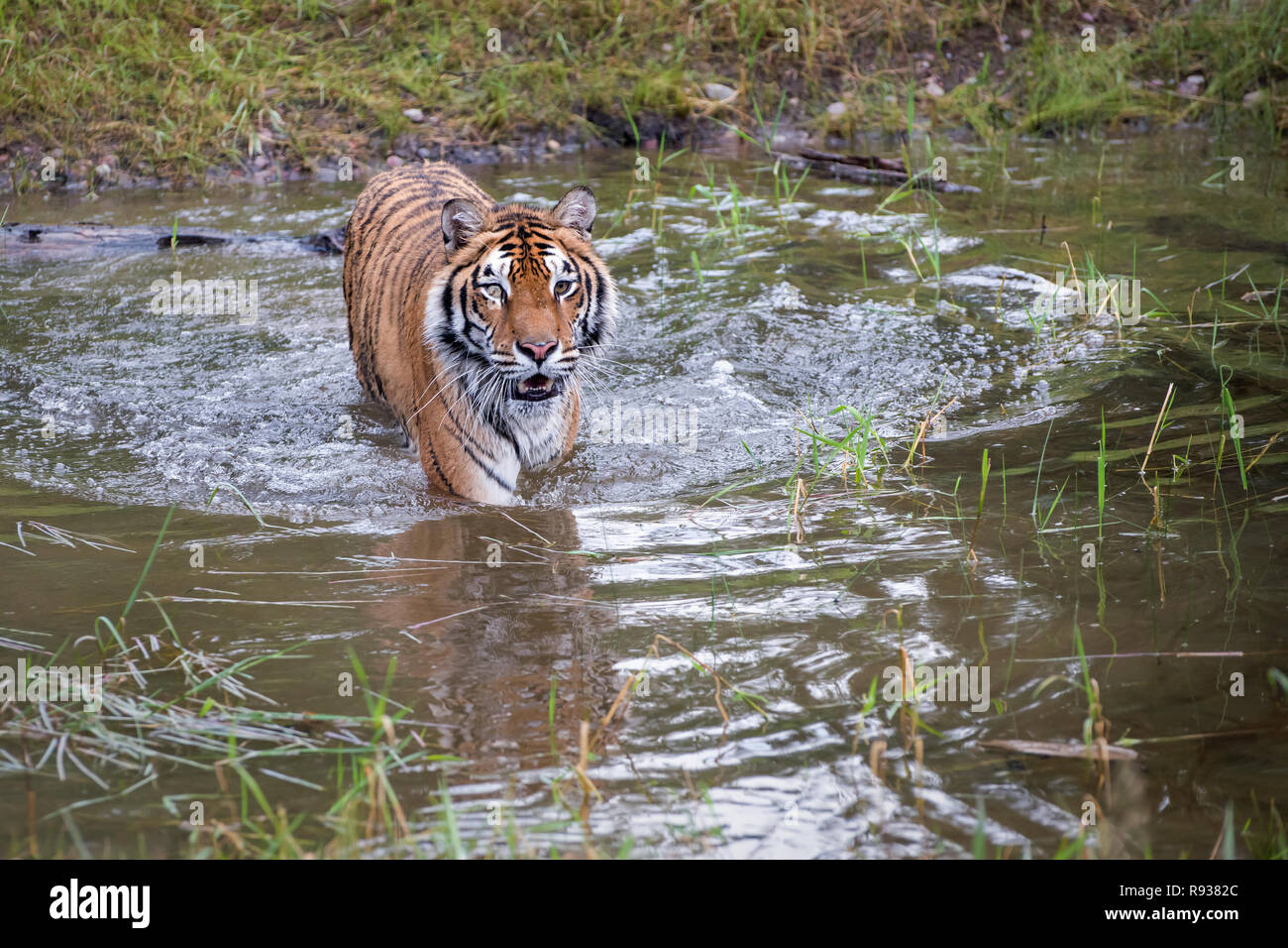 Tiger Kreuzung das Wasser mit Reflexion und Wellen Stockfoto