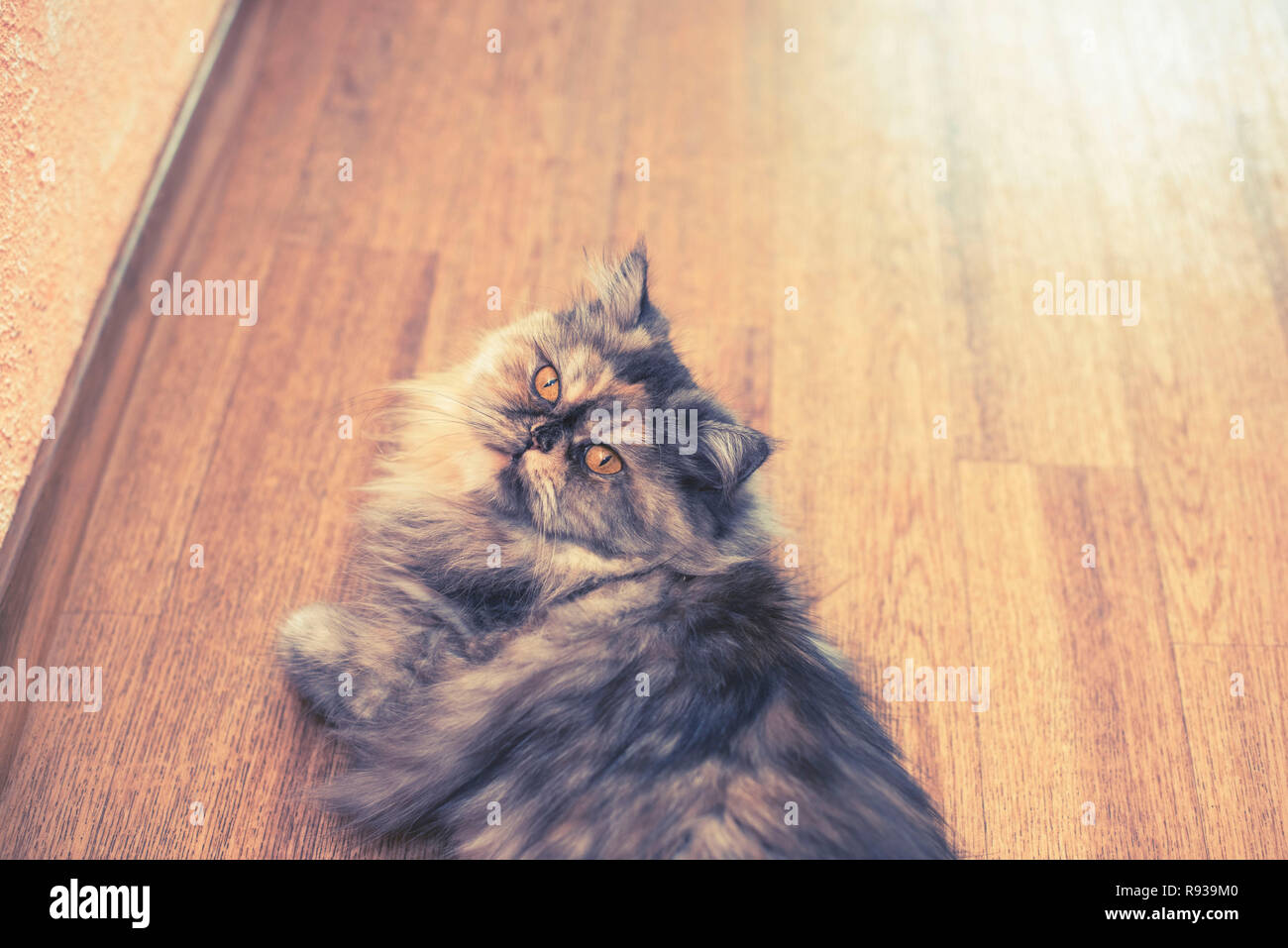 Flauschige bunte Perser Katze auf Holz- Hintergrund. Schönes Haus, langhaarige junge Katze Stockfoto