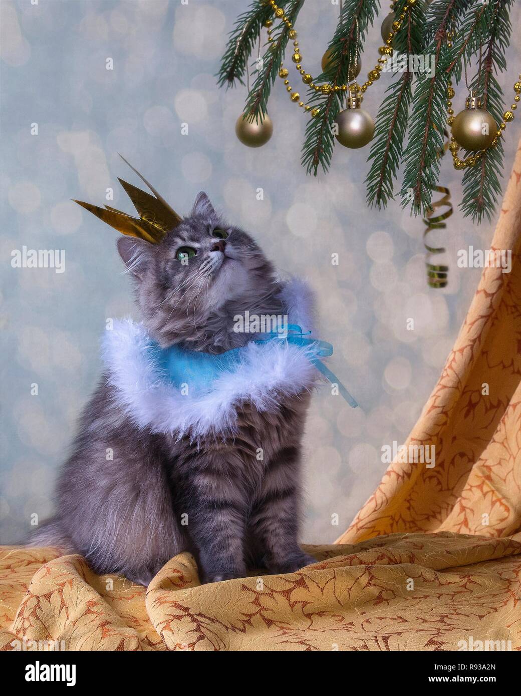 Pretty kitty unter dem Weihnachtsbaum Stockfoto