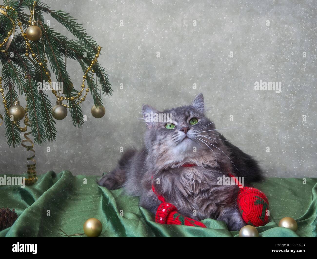 Pretty kitty unter dem Weihnachtsbaum Stockfoto