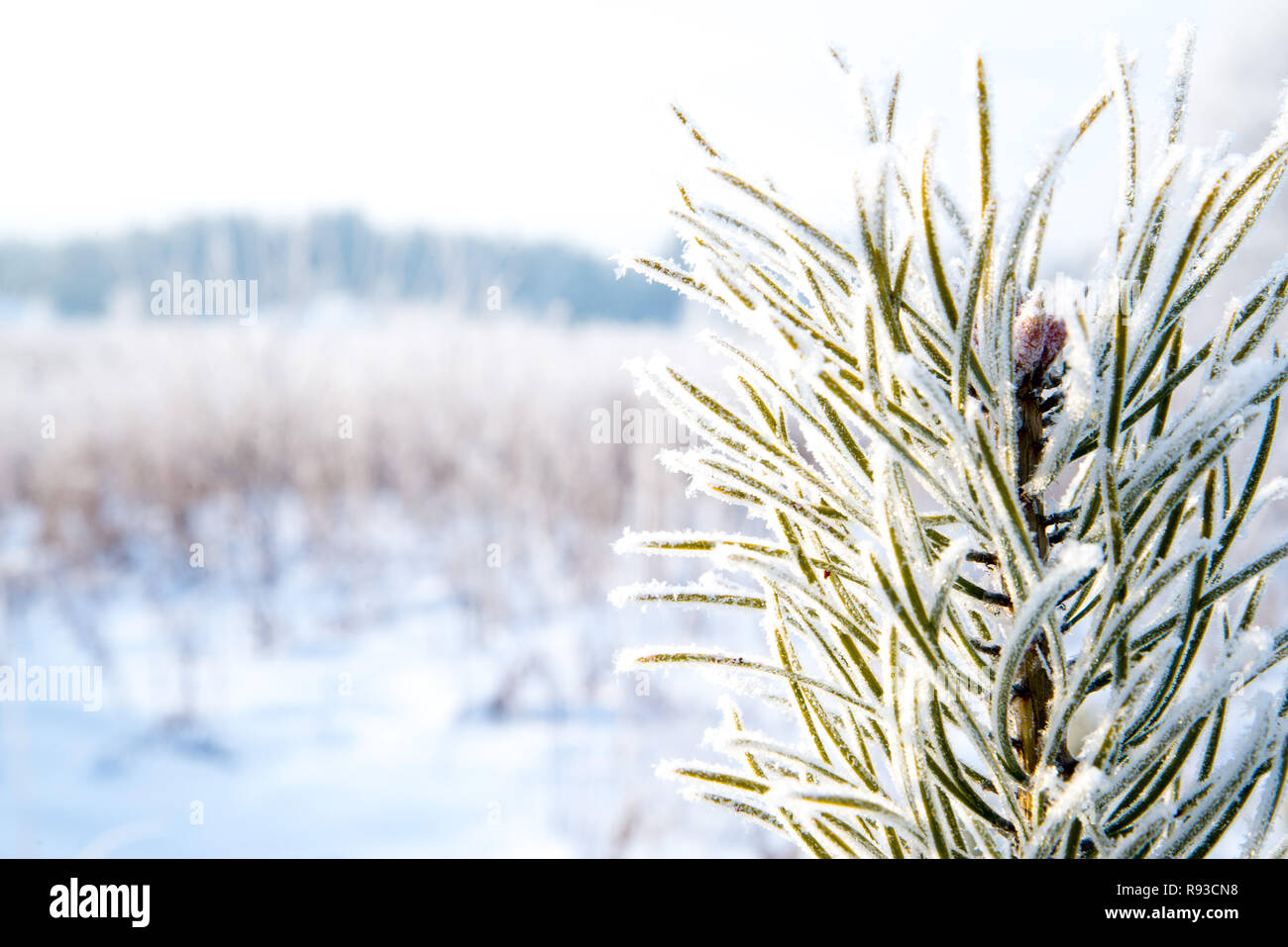 Kiefer Zweige im Frost, gefroren Nadeln Stockfoto