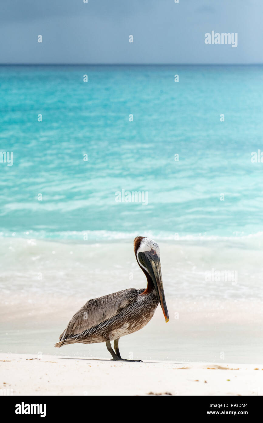 Pelikan Braun - Pelikan, Pelecanus occidentalis / pelecanidae Wasser Vogel w/große Schnabel - Hals Tasche in Aruba / Karibik Insel - Coastal Sea Bird Stockfoto