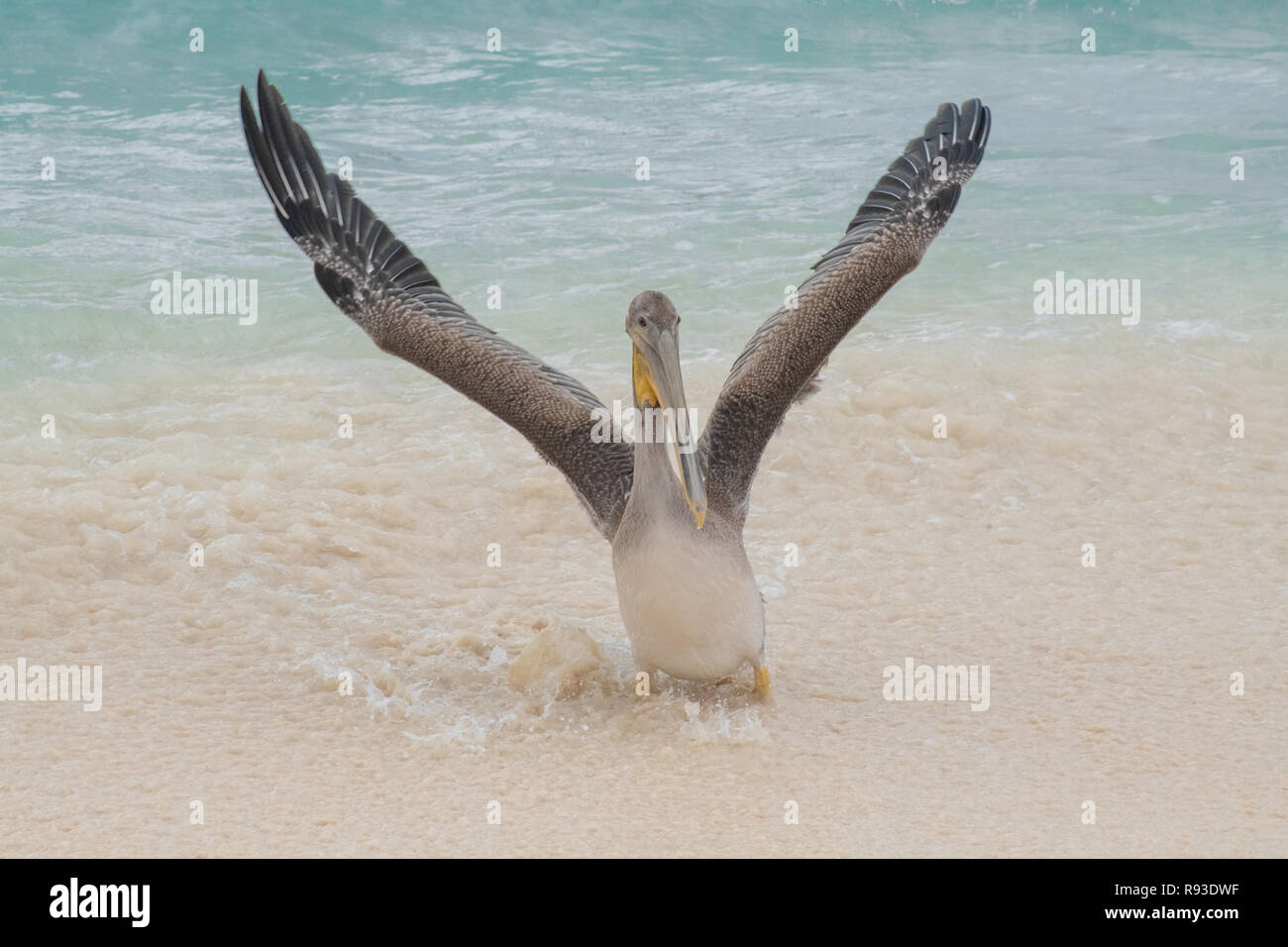 Pelikan - Brauner Pelikan, Pelecanus occidentalis / pelecanidae Wasser Vogel w/große Schnabel - in Aruba / Karibik Insel - Coastal Sea Bird Stockfoto