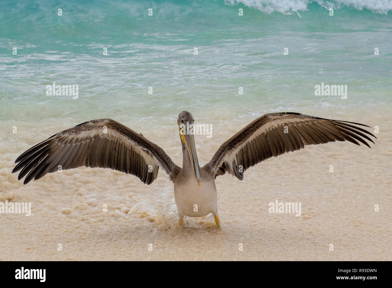 Pelikan - Brauner Pelikan, Pelecanus occidentalis / Pelecanidae spritzt Wasser Vogel w/große Schnabel in Aruba / Karibik Insel - Coastal Sea Bird Stockfoto