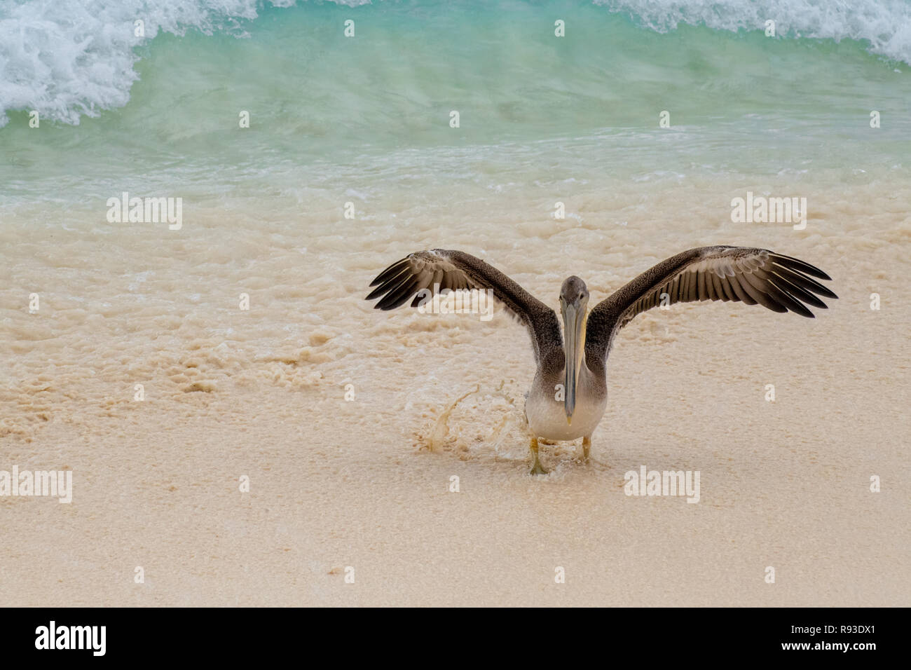 Pelikan - Brauner Pelikan, Pelecanus occidentalis / Pelecanidae spritzt Wasser Vogel w/große Schnabel in Aruba / Karibik Insel - Coastal Sea Bird Stockfoto