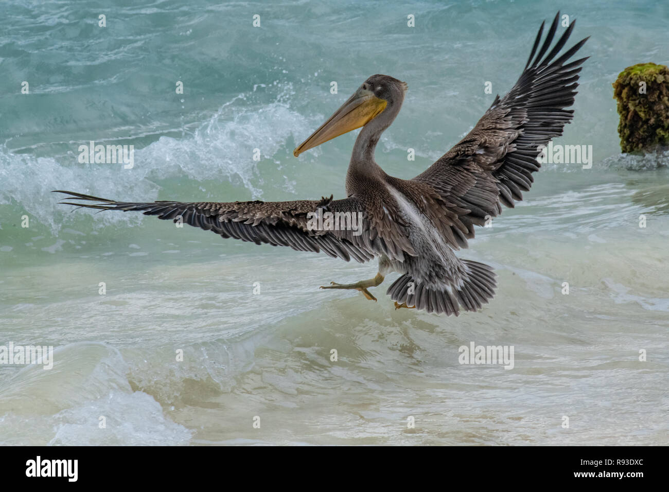 Pelikan - Brauner Pelikan, Pelecanus occidentalis / pelecanidae Wasser Vogel w/große Schnabel - in Aruba / Karibik Insel - Coastal Sea Bird Stockfoto