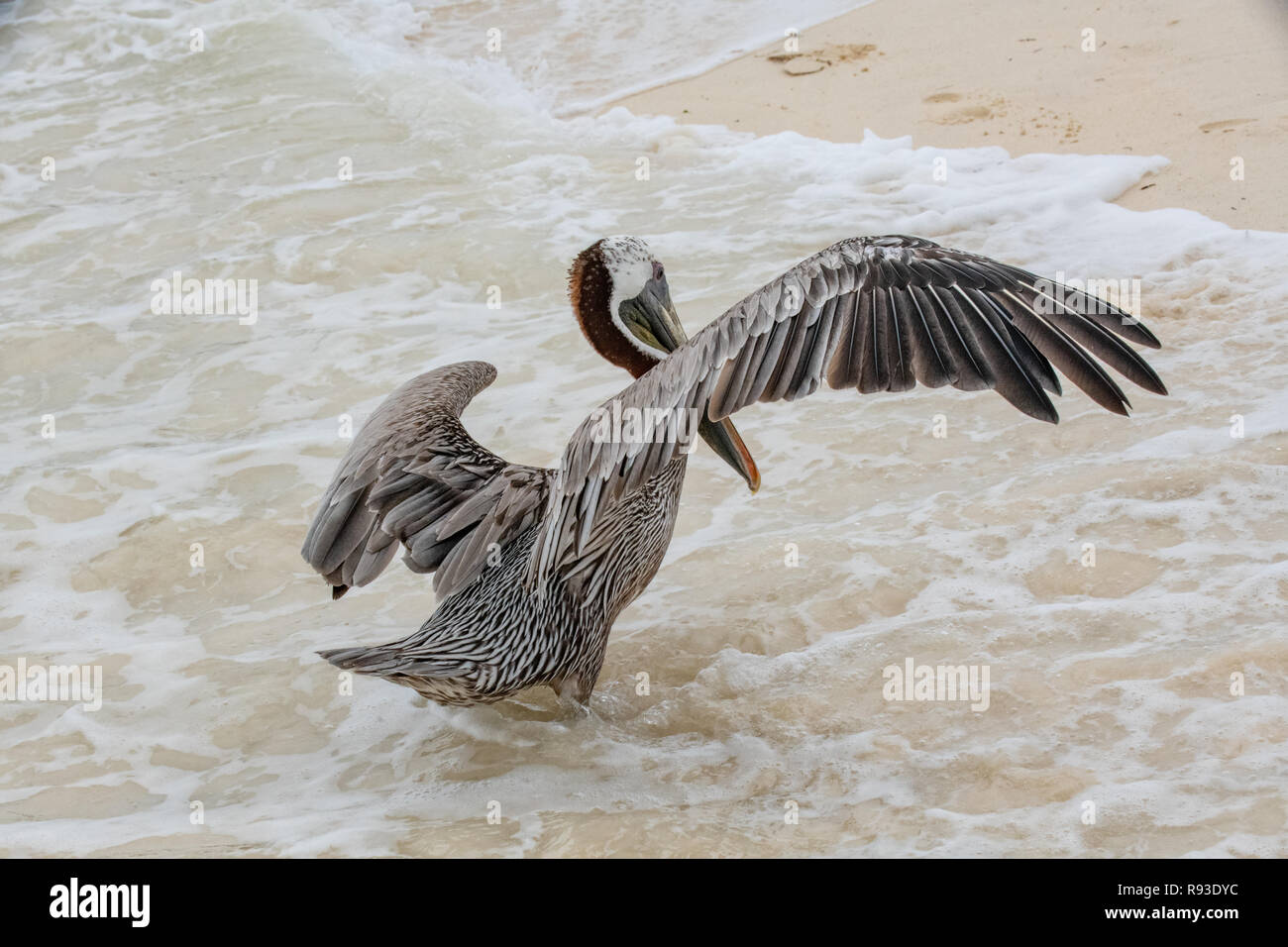 Pelikan Braun - Pelikan, Pelecanus occidentalis / pelecanidae Wasser Vogel w/große Schnabel - Hals Tasche in Aruba / Karibik Insel - Coastal Sea Bird Stockfoto