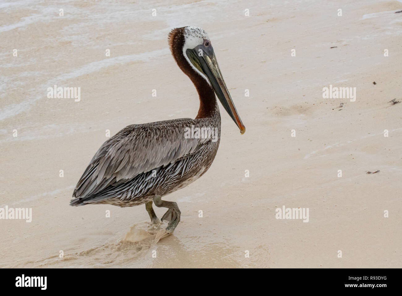 Pelikan Braun - Pelikan, Pelecanus occidentalis / pelecanidae Wasser Vogel w/große Schnabel - Hals Tasche in Aruba / Karibik Insel - Coastal Sea Bird Stockfoto