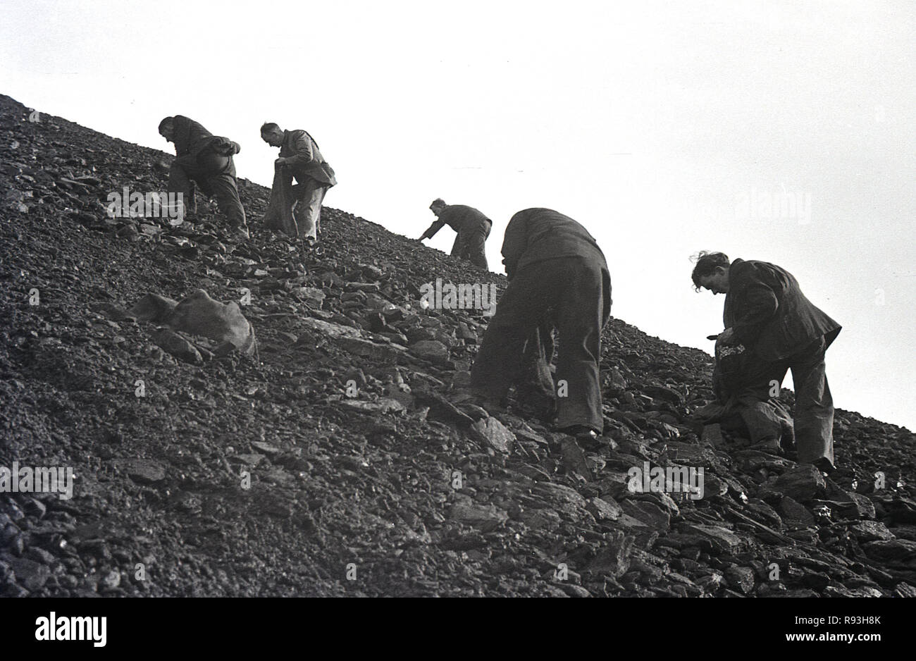 Mitte der 1940er Jahre, arbeitslose Arbeitnehmer mit Säcken auf einem Hügel außerhalb Merthyr, auf der Suche nach Stücken von Kohle unter den Kies und Geröll und Abfälle auf einem Bergbau Halde, South Wales, UK. Stockfoto