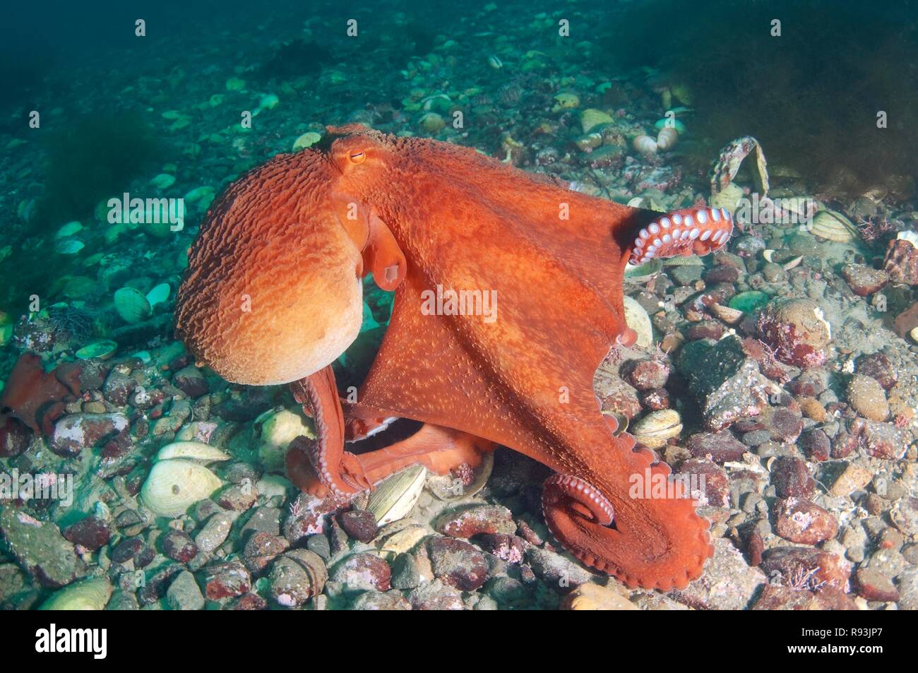 Pazifischer Oktopus oder North Pacific giant Octopus (Enteroctopus dofleini), Japan, Meer, Primorski Krai, Russische Föderation Stockfoto