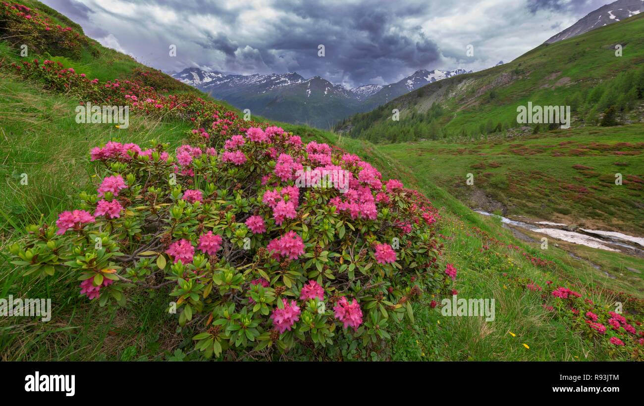 Rusty-leaved Alpenrose (Rhododendron ferrugineum), Blüte, stürmische Atmosphäre, Nationalpark Hohe Tauern, Kärnten, Österreich Stockfoto