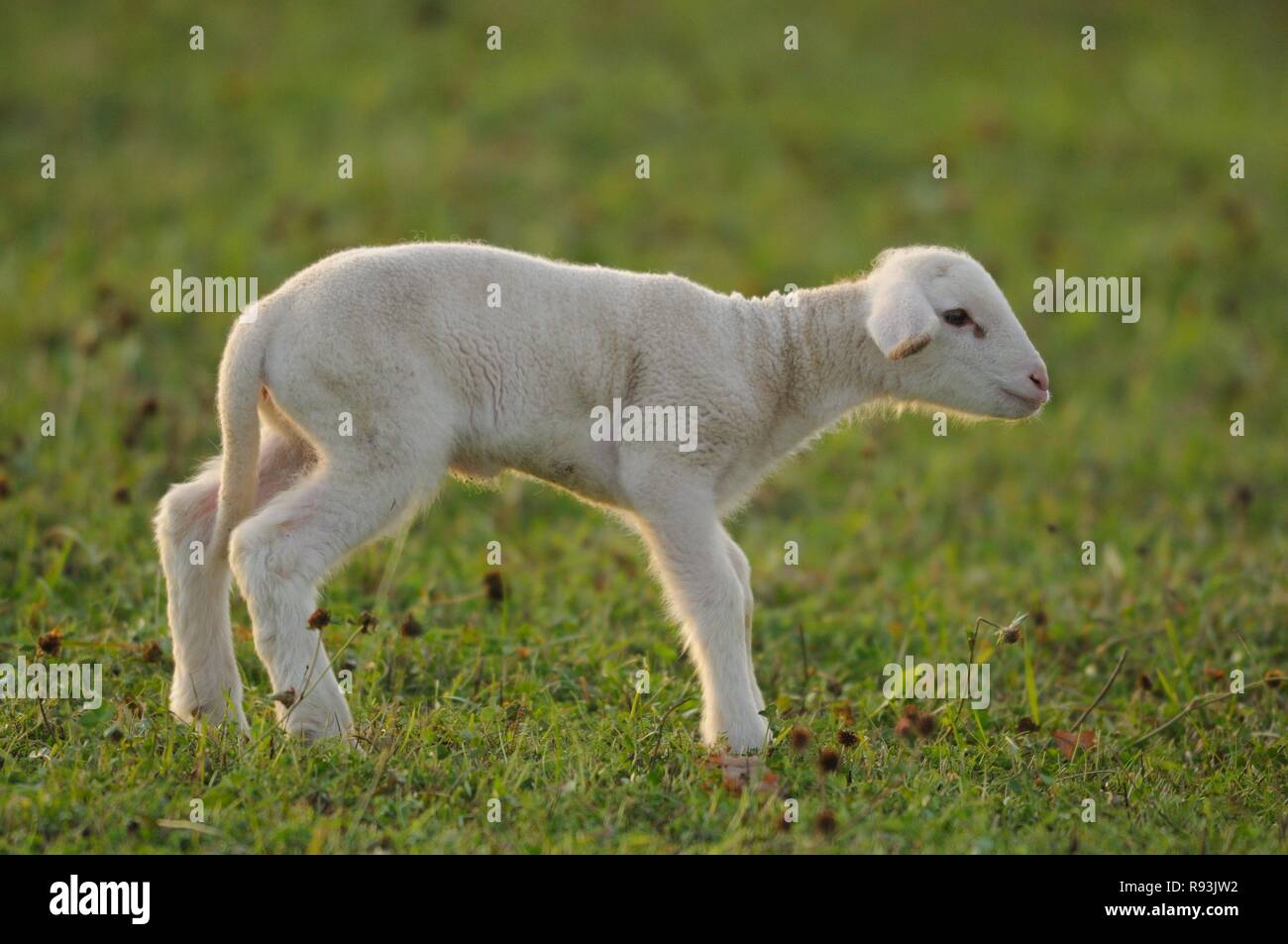 Inländische Schafe (Ovis orientalis aries), kleines Lamm, 10 Tage alt, Bayern, Deutschland Stockfoto