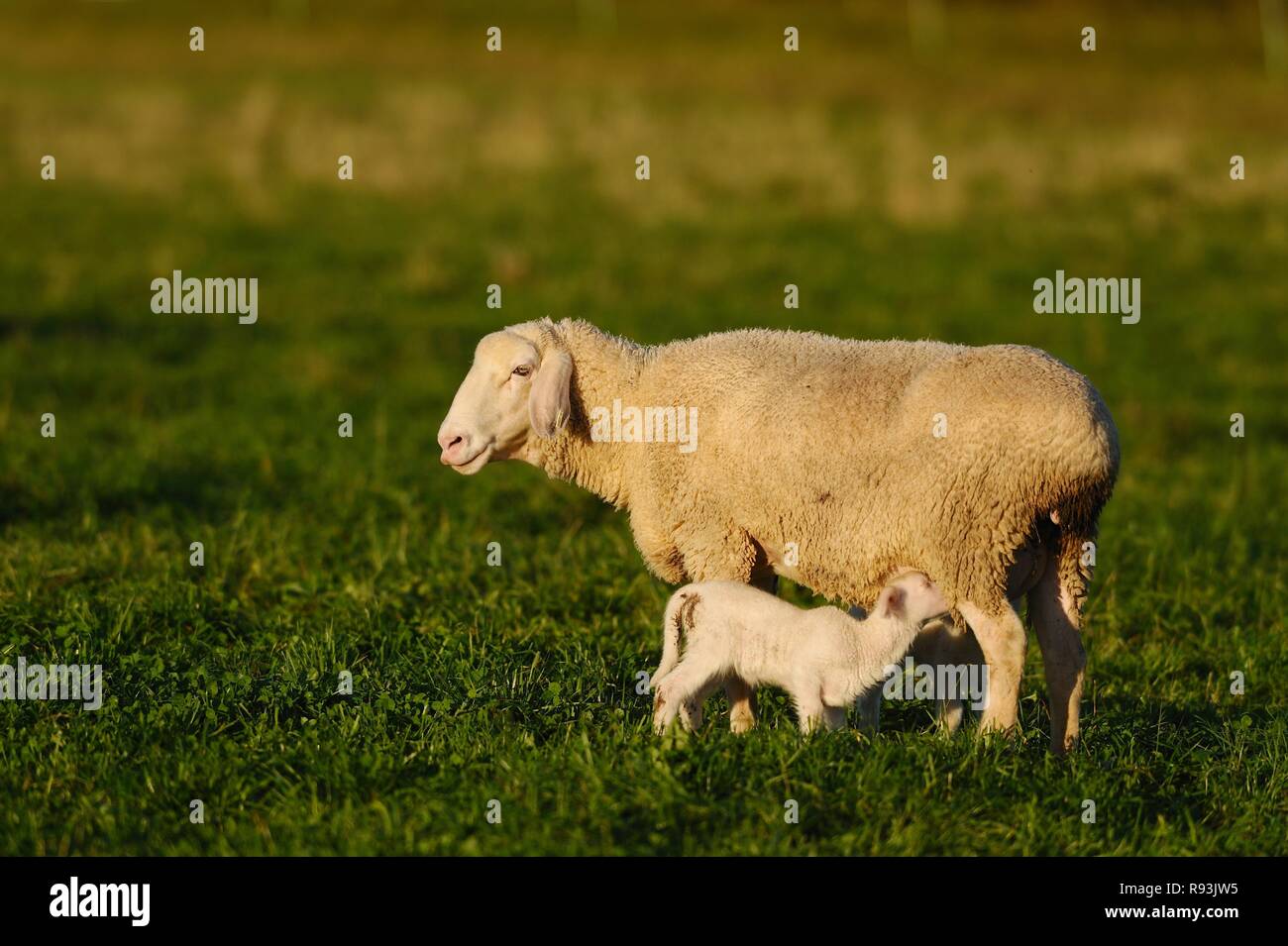 Inländische Schafe (Ovis orientalis aries), kleines Lamm auf Mutter Tier auf der Weide, Bayern saugt, Deutschland Stockfoto