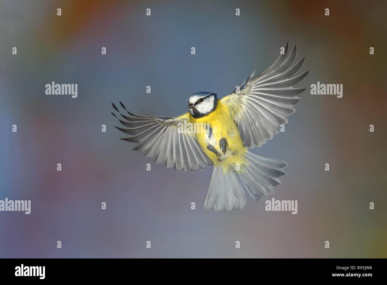 Blaumeise (Parus caeruleus) im Flug, Nordrhein-Westfalen, Deutschland Stockfoto