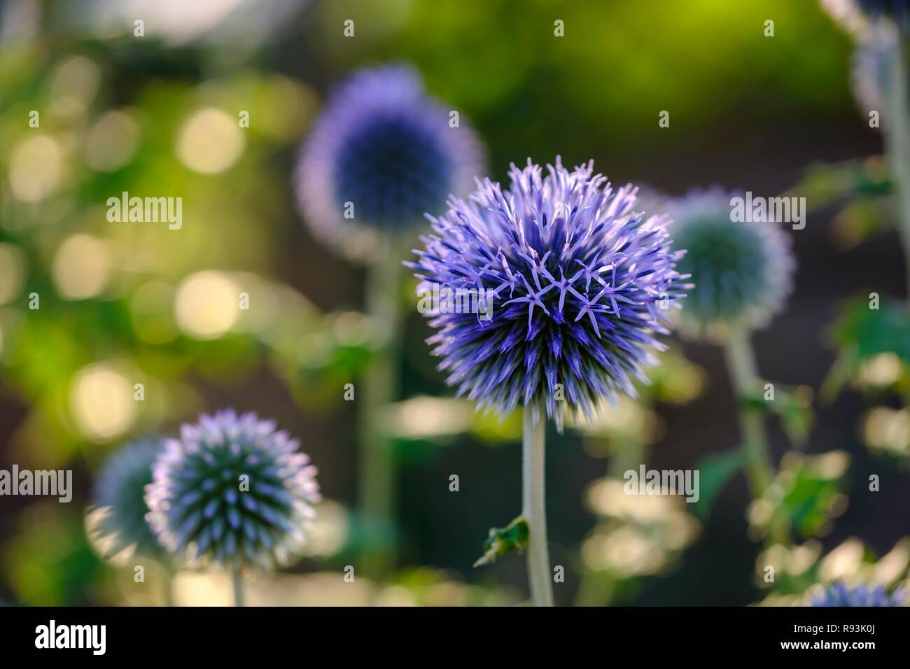 Die blaue Blume der Welt Thistle (Echinops ritro), Gartenanlage, Deutschland Stockfoto