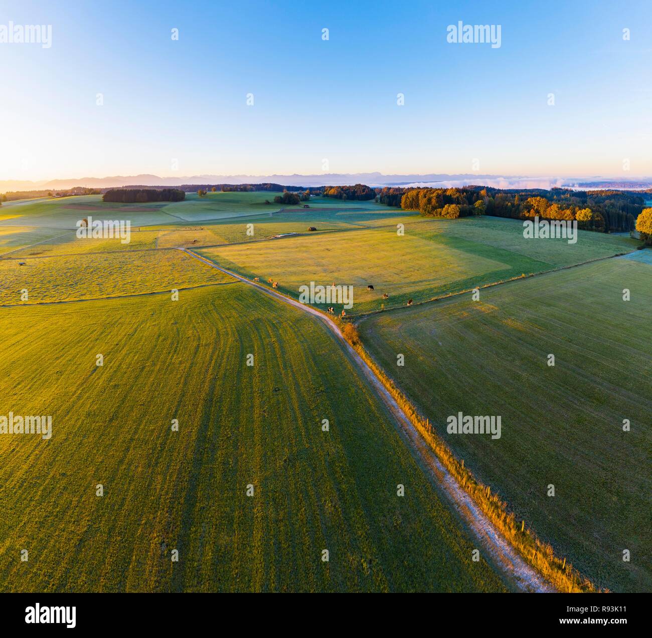Wiese Landschaft bei Sonnenaufgang, zurück Alpine Mountain Range, in der Nähe von Münsing, Drone, Fünfseenland, Oberbayern, Bayern Stockfoto