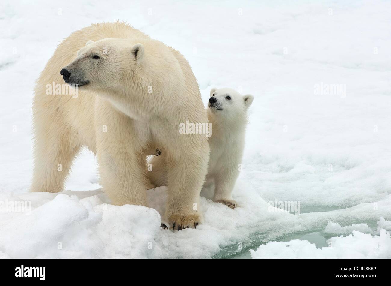Weibliche Eisbär (Ursus maritimus) und Cub, Svalbard, Barentssee, Norwegen, Europa Stockfoto