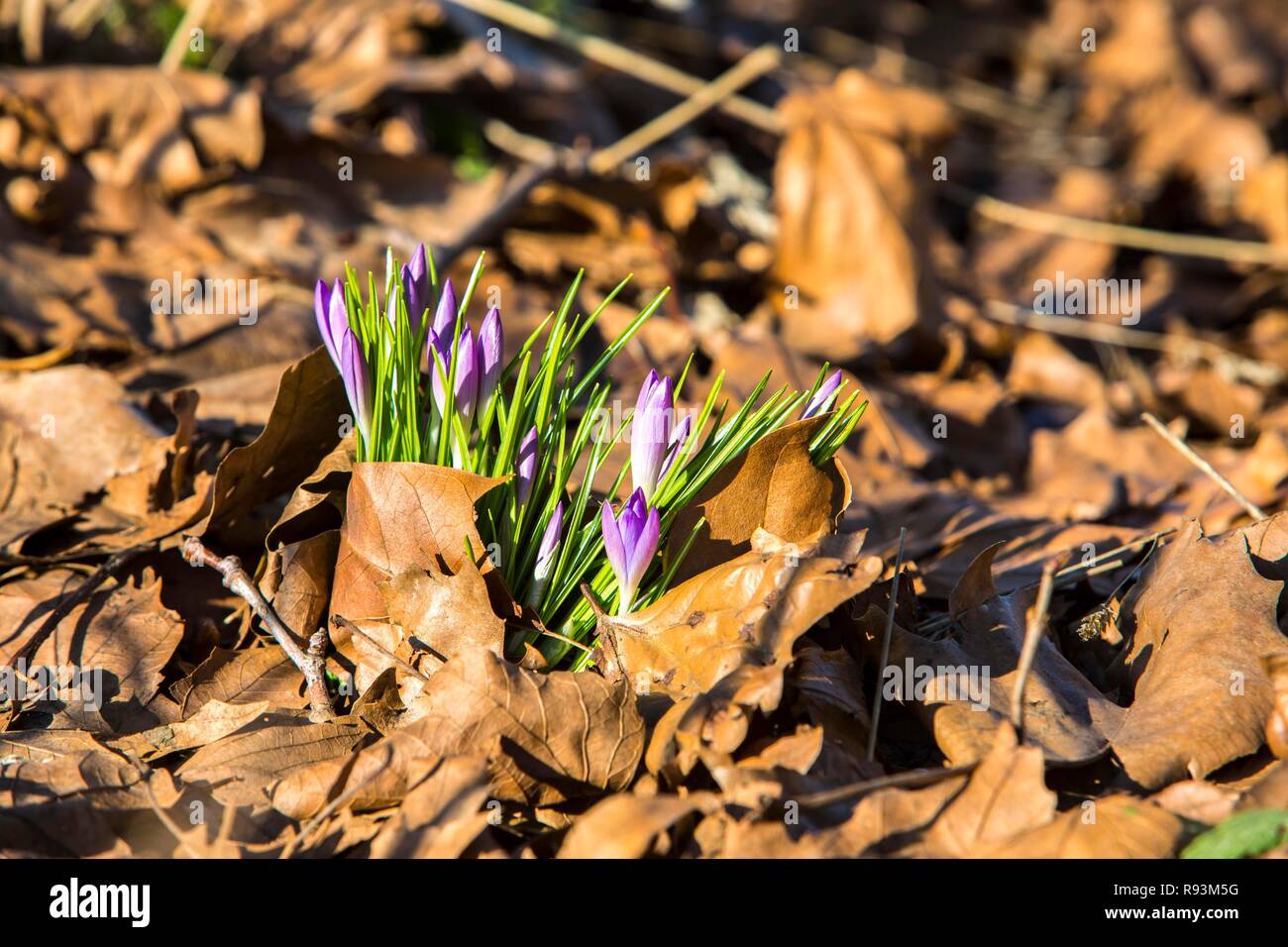 Krokusse (Crocus sp.) Die wachsende durch alte Blätter im Herbst, Duisburg, Nordrhein-Westfalen, Deutschland Stockfoto