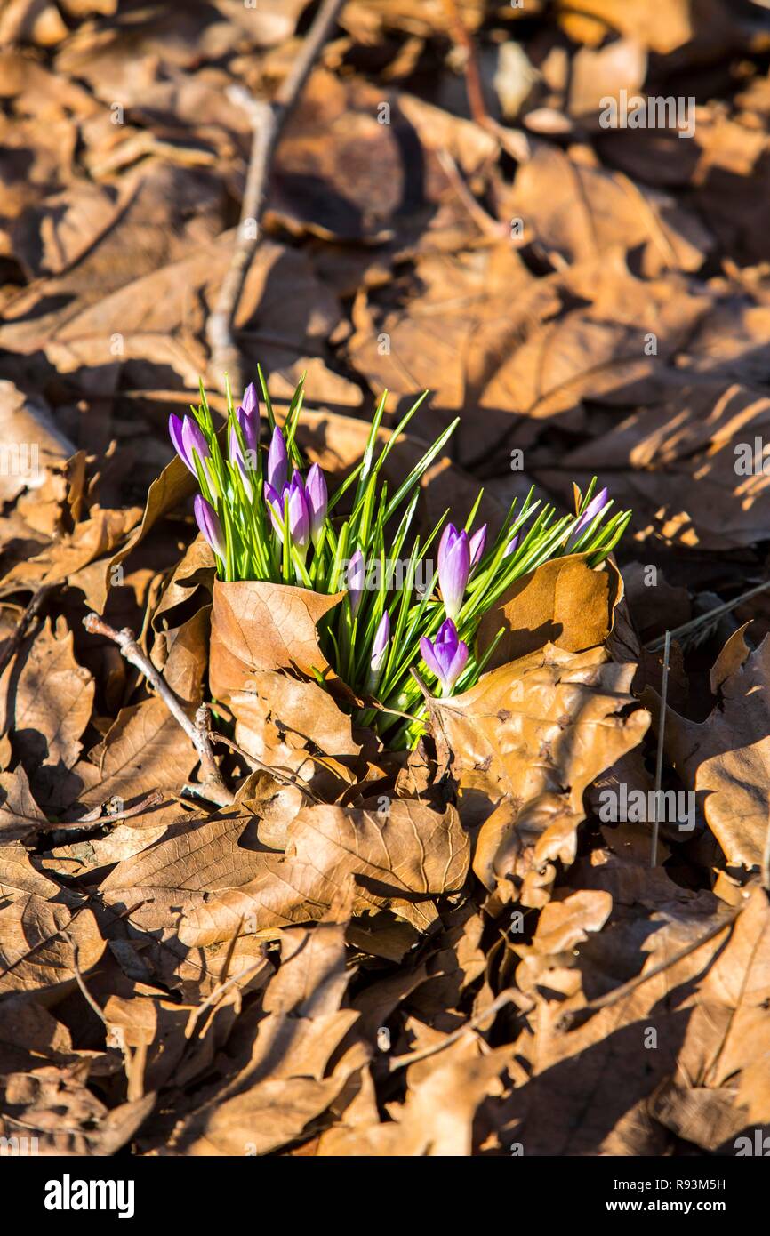 Krokusse (Crocus sp.) Die wachsende durch alte Blätter im Herbst, Duisburg, Nordrhein-Westfalen, Deutschland Stockfoto