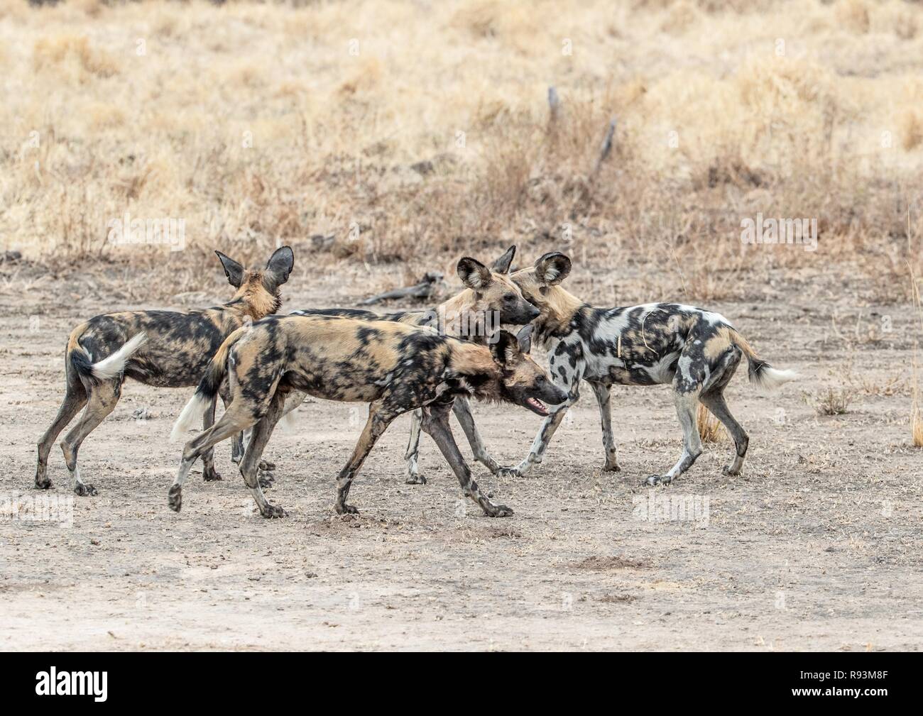 Mitglieder einer Packung Afrikanische Wildhunde (Lycaon pictus), Geselligkeit, South Luangwa National Park, Sambia Stockfoto