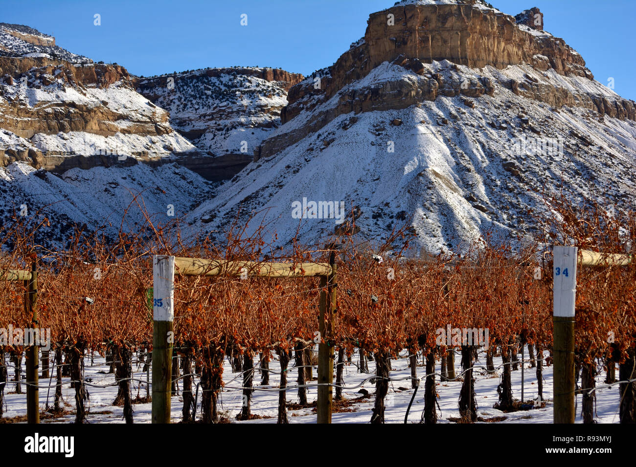 Colorado Weinland Weinberg im Winter Stockfoto