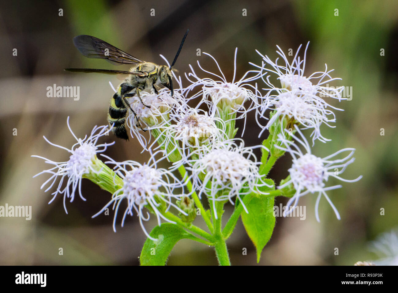 Feder-legged Scolid Wasp (Campsomeris plumipes) auf Blau (Mistflower Conoclinium coelestinum) bei hohen Bergrücken Scrub Natural Area, Boynton Beach, FL, USA Stockfoto