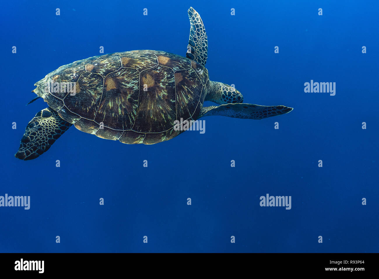 Sea Turtle in der Nähe von Gili Meno. Insel Lombok. Indonesien Stockfoto