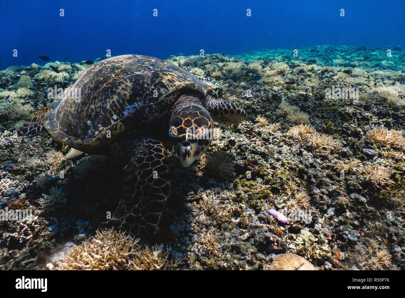 Grüne Meeresschildkröte von Angesicht zu Angesicht. Sichtbar Bauch und Shell, Augen, Flossen, Krallen Stockfoto