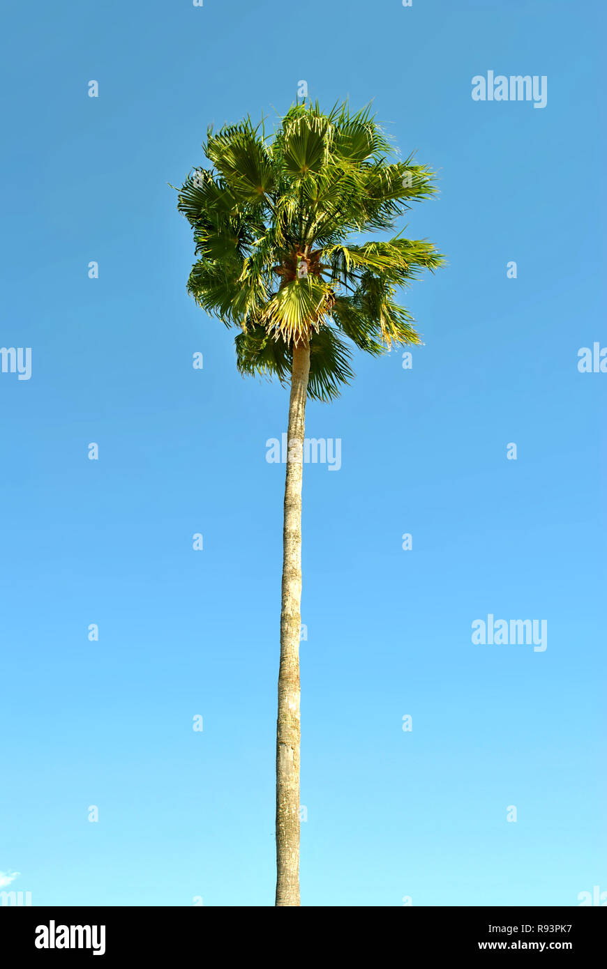 Kohl Palm Tree lateinischer Name Sabal Palmetto Stockfoto