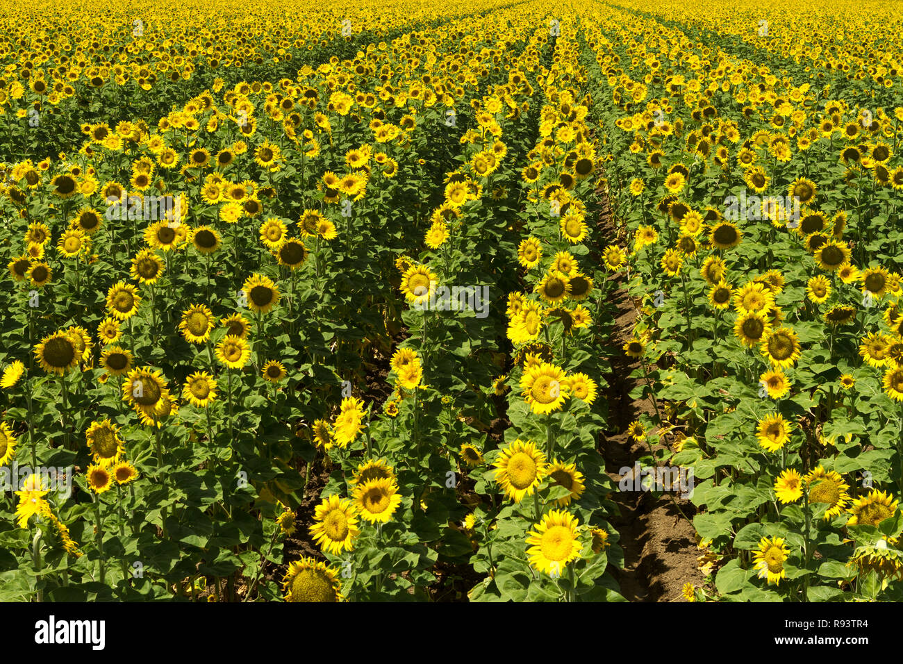 Solar Array-Sonnenblumenfeld Zeilen scheinbar ewig fortsetzen. Yolo County, Kalifornien, USA Stockfoto